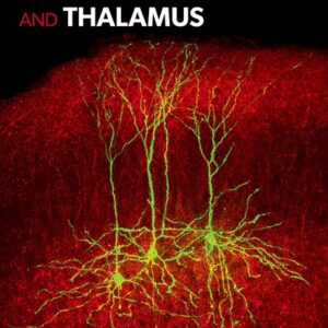 The Cerebral Cortex and Thalamus - Edited by W. Martin Usrey and S. Murray Sherman